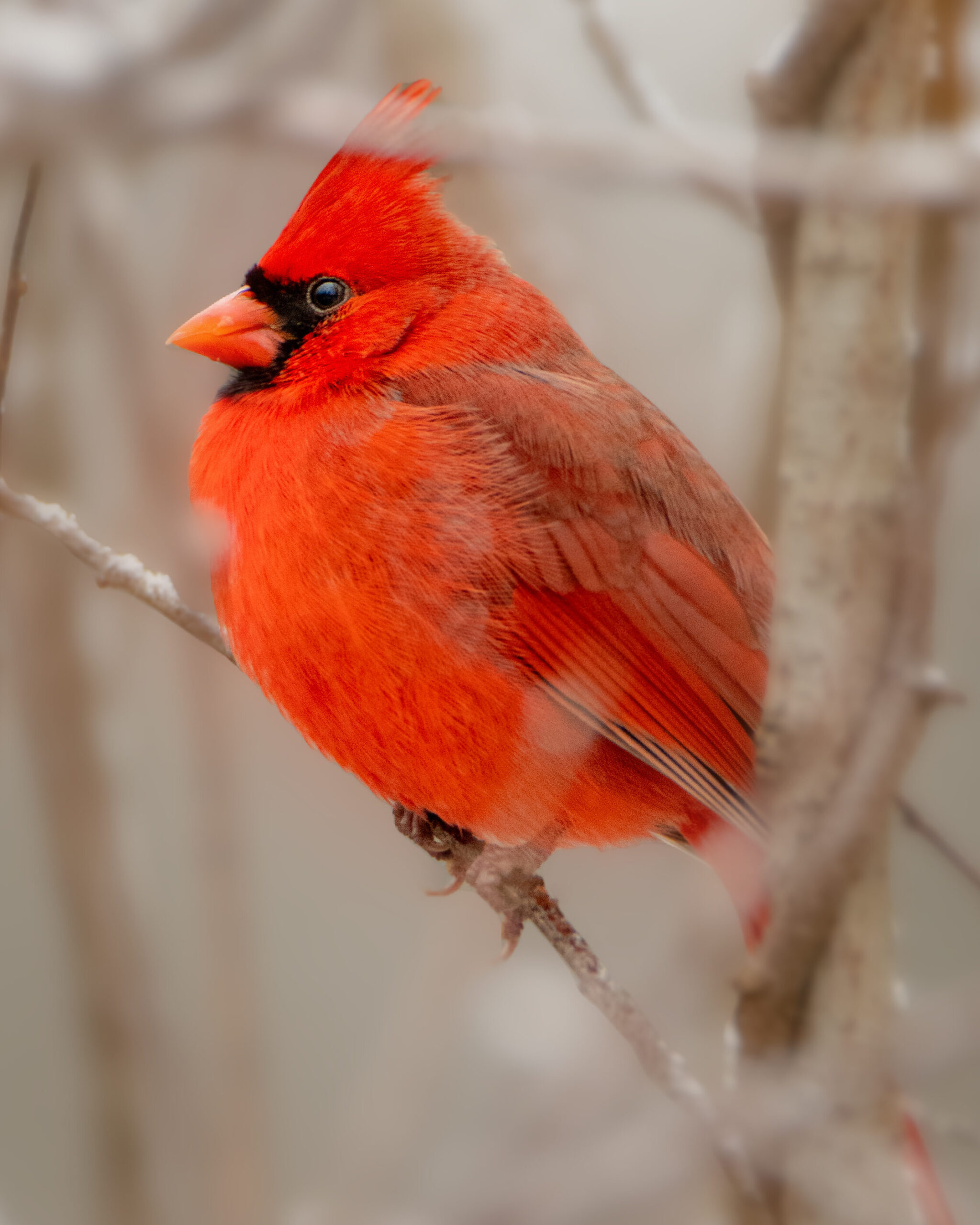 Cardinal red bird