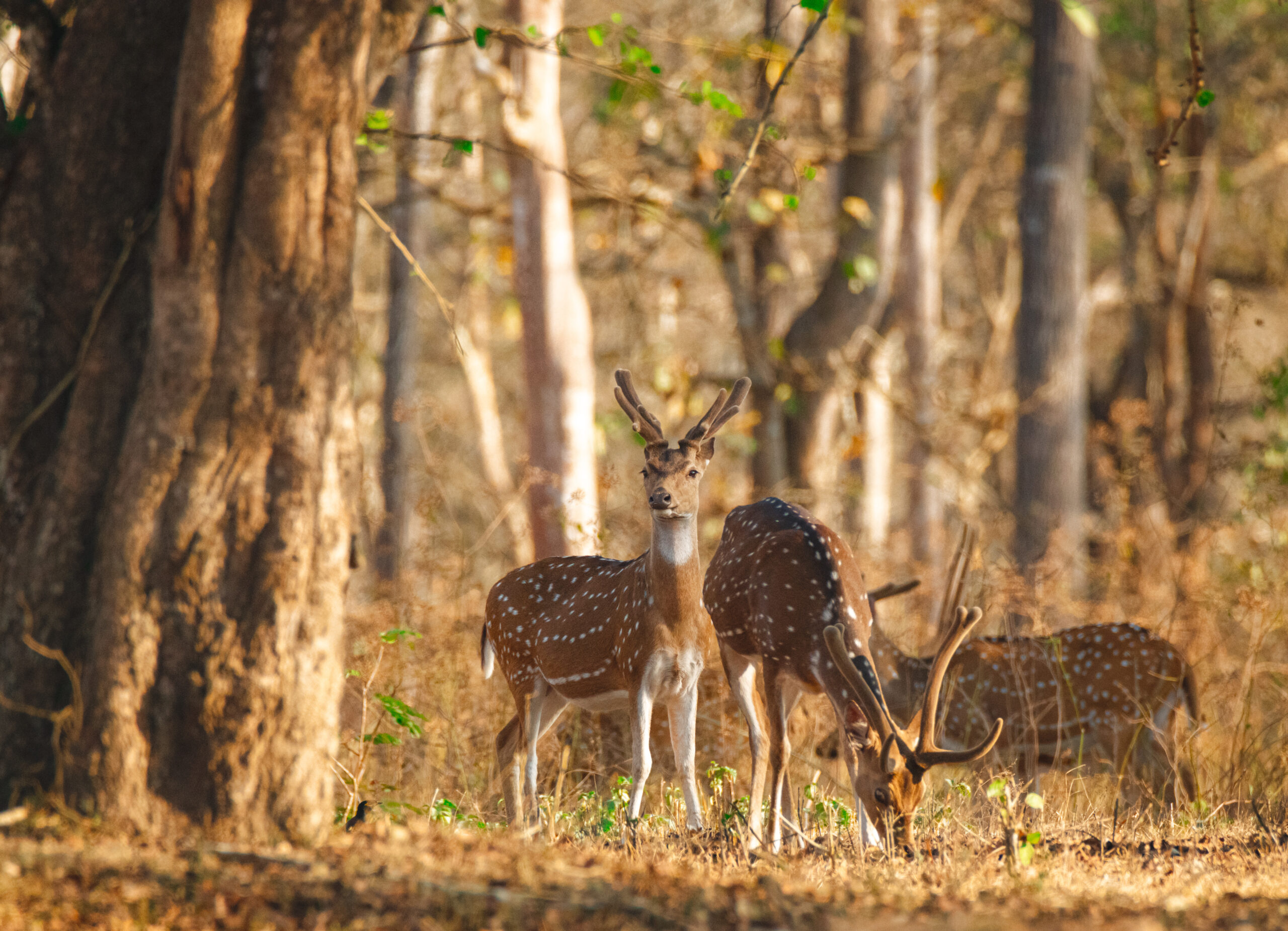 wildlife safari_Kabini_deer_Tamron_Nikon